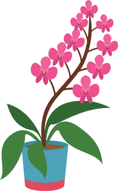 Orchid Flower Illustration