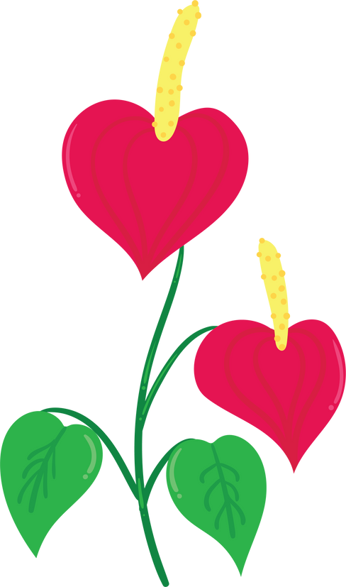 Anthurium Flower Illustration