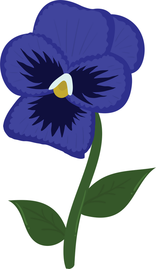 Pansy Flower Illustration