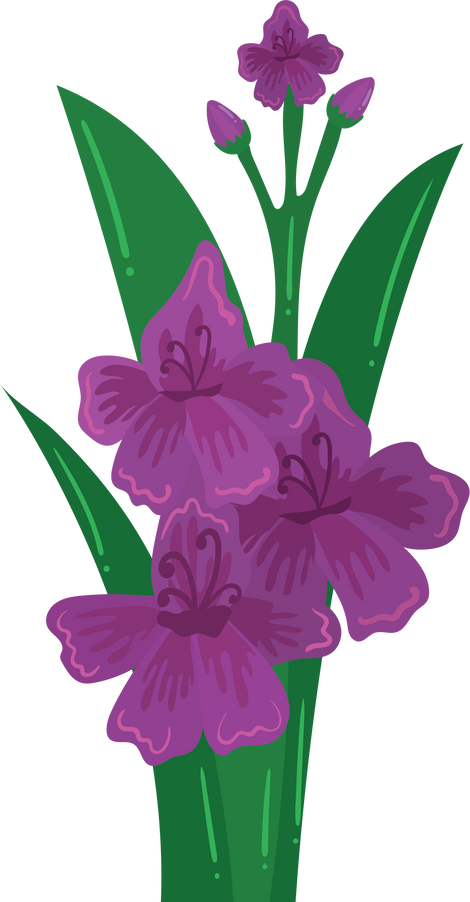 Gladiolus Flower Illustration